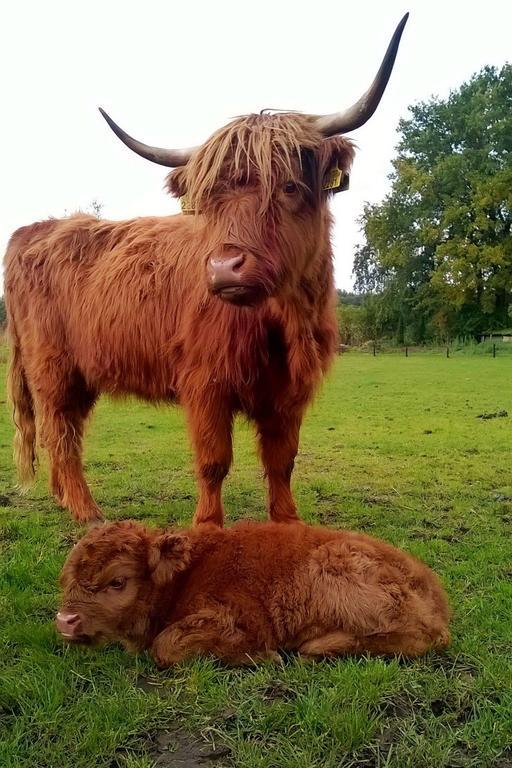 مبيت وإفطار إيرسل Bed En Boterham Hoeve Boord Ven المظهر الخارجي الصورة
